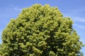 Closeup to the foliage of a tilia