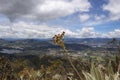 Closeup to a Frailejon flower. A endemic plant of colombian paramo with andes mountains, blue sky and green valley countryfield at
