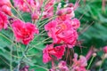 Closeup to Fresh Barbadose Pride/ Dwarf Poinciana/ Caesalpinia Pulcherrima Background