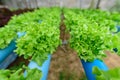 Closeup to fresh greenoak in hydroponics system Royalty Free Stock Photo