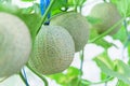 Fresh melon in greenhouse