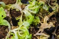 Closeup to Fresh and Rotten Lettuce Plant Background