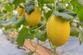 Fresh green melon in greenhouse