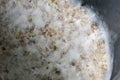Closeup to Fungi microorganism Termites