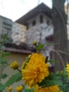 Closeup to a golden early spring keria japonica flower, with neo-romanian architecture and soviet bloc in the background blur