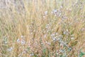 Closeup to grass flower field for background.