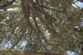 Closeup to a green tree foliage with fresh branches and a big trunk Royalty Free Stock Photo