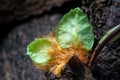 Closeup to Green young leaves of Dendrobium fern growing on trees in spring