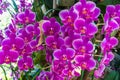 Closeup to Group of Bright Purple Cymbidium Orchid Royalty Free Stock Photo