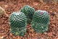 Closeup to Group of Mammillaria Bucareliensis Cactus/ Cactaceae, Succulent and Arid Plant