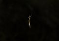 Closeup to a haired worm hanging of a silk in middle of a jungle with dark background