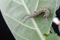 Closeup to Larva Plain Tiger Butterfly Caterpillar, Danaus Chrysippus Royalty Free Stock Photo