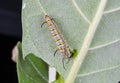 Closeup to Larva Plain Tiger Butterfly Caterpillar, Danaus Chrysippus Royalty Free Stock Photo