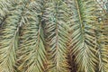 Closeup to leaves of silver date palm or sugar date palm (Phoenix sylvestris).