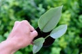 Closeup to Little of Philodendron Silver Sword