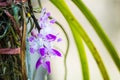 Closeup to little violet blossom orchid Royalty Free Stock Photo