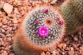 Closeup to Mammillaria Rhodantha/ Rainbow Pincushion Cactus with Pink Flower, Succulent and Arid Plant