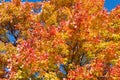 Closeup to a Maple Tree in the Fall Royalty Free Stock Photo