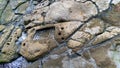 Closeup to a natural waterfont with ancient petroglyphs knowed as `fuente de lavapatas` at Colombian San Agustin archaeological pa