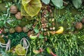 Closeup to Nepenthes/ Monkey Cups/ Tropical Pitcher Plants, Natural Background