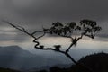 Closeup to an old branches silhouette with beautiful cloudy landascape mountains Royalty Free Stock Photo