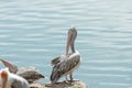 Pelican bird standing on the rock near lake or pond water.