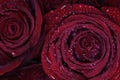 Closeup to petal of red rose with water dropletd Royalty Free Stock Photo