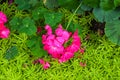 Closeup to Pink Impatiens Hawkeri W.Bull./ New Guinea Hybrids/ Balsaminaceae Royalty Free Stock Photo