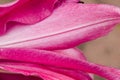 Closeup to pink lilly