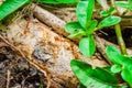 Closeup to Red Ants Fighting on Branch Royalty Free Stock Photo