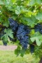 Closeup to Red Wine Vineyard Grapes Royalty Free Stock Photo