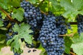 Closeup To Red Wine Vineyard Grapes