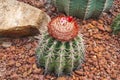 Closeup to Round Shaped of Melocactus Bahiensis Cactus/ Cactaceae, Succulent and Arid Plant