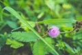 Closeup to Sensitive Plant Flower, Mimosa Pudica Royalty Free Stock Photo