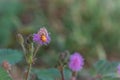 The Closeup to Sensitive Plant Flower, Mimosa Pudica Royalty Free Stock Photo