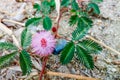 Closeup to Sensitive Plant Flower, Mimosa Pudica