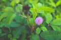 Closeup to Sensitive Plant Flower, Mimosa Pudica Royalty Free Stock Photo