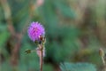 The Closeup to Sensitive Plant Flower, Mimosa Pudica with small bee on blur background Royalty Free Stock Photo