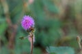 Closeup to Sensitive Plant Flower, Mimosa Pudica with small bee on blur background Royalty Free Stock Photo