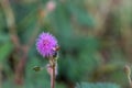 Closeup to Sensitive Plant Flower, Mimosa Pudica with small bee on blur background Royalty Free Stock Photo