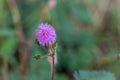 Closeup to Sensitive Plant Flower, Mimosa Pudica with small bee on blur background Royalty Free Stock Photo
