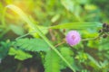 Closeup to Sensitive Plant Flower, Mimosa Pudica with sun light Royalty Free Stock Photo