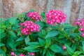 Closeup to Shocking Pink Egyptian Starcluster/ Starflower/ Pentas Lanceolata Forssk. Deflers