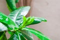 Closeup to Single Fresh Bud Gardenia Collinsiae/ Rubiaceae Flower