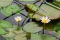 Closeup to Small Water Lily/ Nymphaea Lotus/ Nymphaeaceae Royalty Free Stock Photo