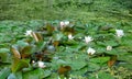 Closeup to Small Water Lily/ Nymphaea Lotus/ Nymphaeaceae Royalty Free Stock Photo