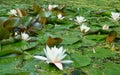 Closeup to Small Water Lily/ Nymphaea Lotus/ Nymphaeaceae Royalty Free Stock Photo