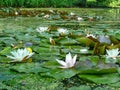 Closeup to Small Water Lily/ Nymphaea Lotus/ Nymphaeaceae Royalty Free Stock Photo