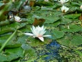 Closeup to Small Water Lily/ Nymphaea Lotus/ Nymphaeaceae Royalty Free Stock Photo