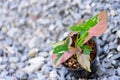 Syngonium red spot tricolor in the pot Royalty Free Stock Photo